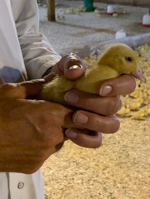 A duckling is held by a worker at Hudson Valley Foie Gras.